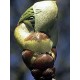 Bach Flower Remedies for Animals - Chestnut Bud